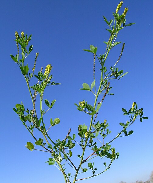 File:Melilotus indicus plant11 (10606236233).jpg