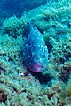 * Nomination Dusky grouper (Epinephelus marginatus), Cabo de Palos, Spain --Poco a poco 07:46, 17 June 2023 (UTC) * Promotion  Support Good quality. --Ermell 10:34, 17 June 2023 (UTC)