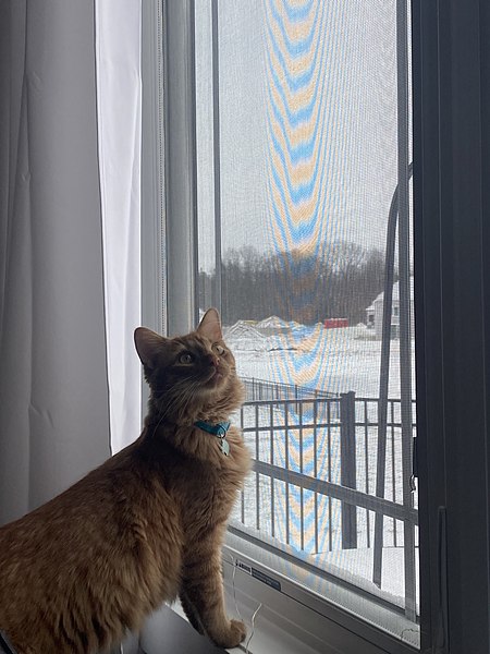 File:Mia Moran's cat Fish staring outside a window at snow - Dec 2022.jpg