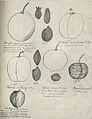 Сторінка з щоденника І. В. Мічуріна з нарисами плодів сливи. Належить до 1900-х років.