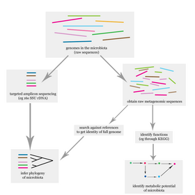 Flowchart illustrating how the human microbiome is studied on the DNA level. Microbiome analysis flowchart.png