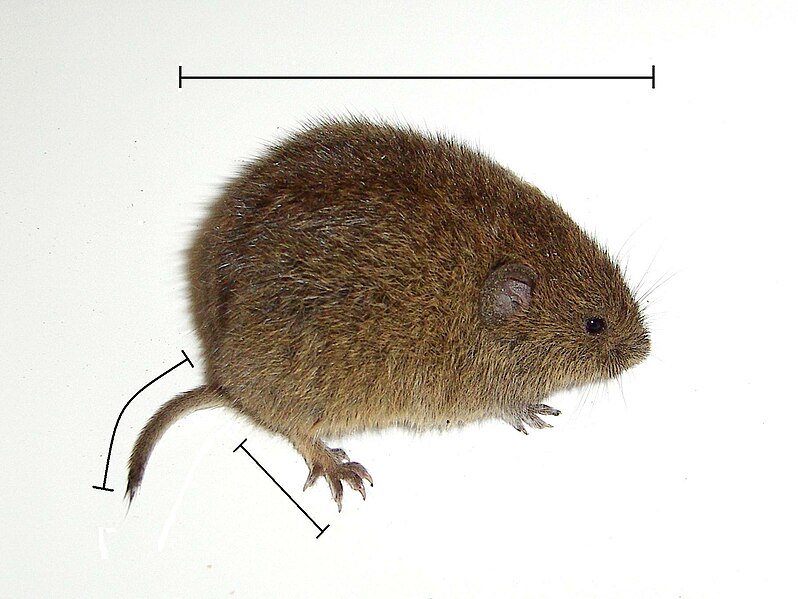 File:Microtus arvalis lenghts.JPG