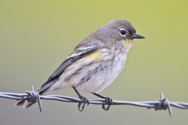 File:Mikebaird - Yellow-rumped Warbler (Audubon-s) Dendroica coronata bird in Morro Bay, CA (by).jpg