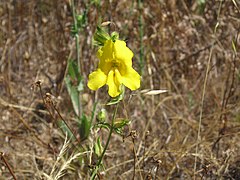 Description de l'image Mimulus brevipes.jpg.