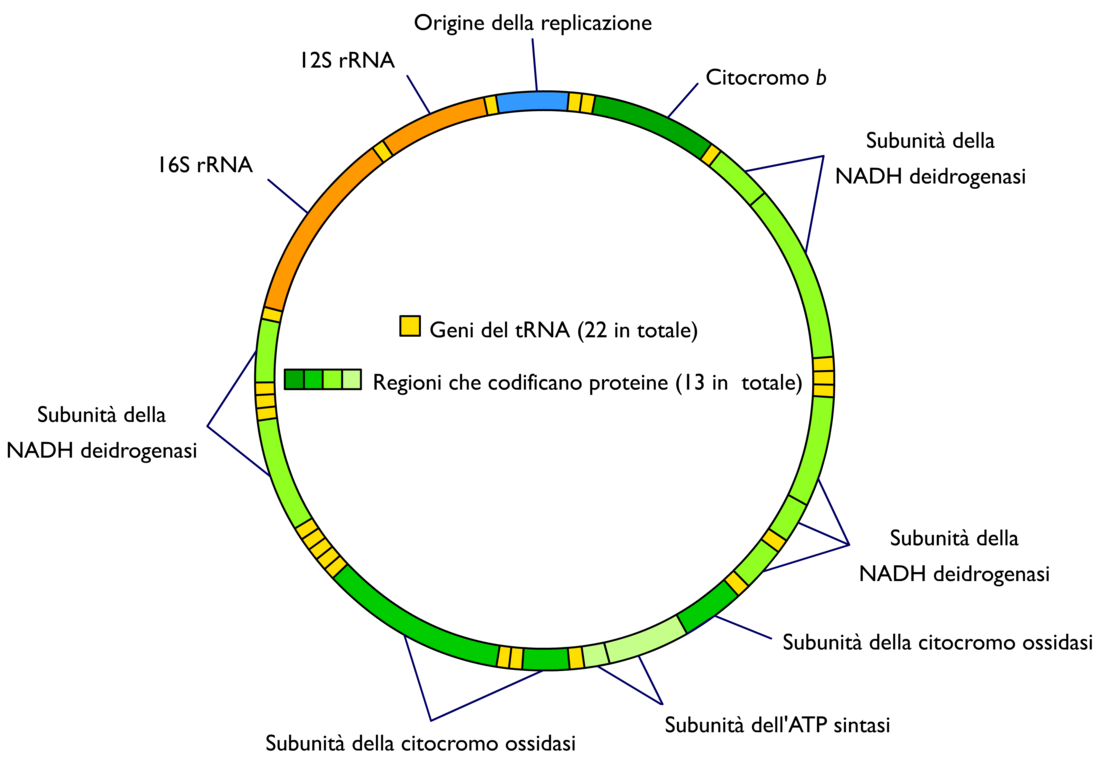 DNA mitocondriale