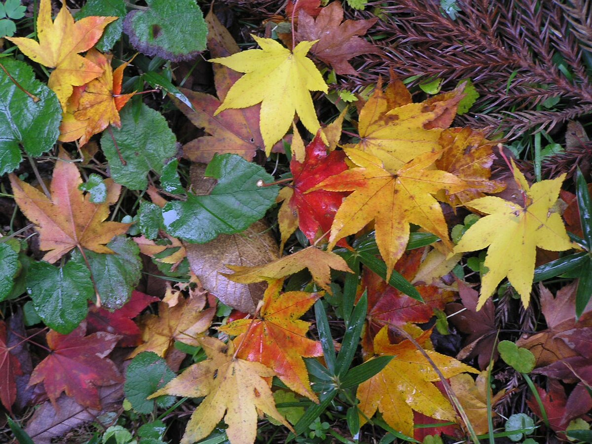 Autumn leaf color - Wikipedia