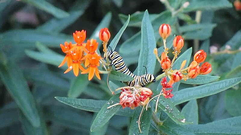 File:Monarch Caterpillar on Orange Milkweed (4911630405).jpg