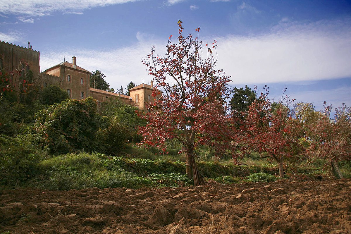 Miel de thym - 500 g  DÉSERT (Abbaye Sainte-Marie du) Le Village de  François