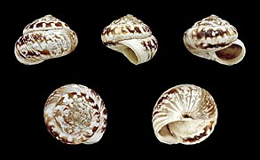 Monilearia monolifera, Shell