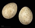 * Nomination eggs of grey wagtail (canariensis) - Oeufs de Bergeronnette des ruisseaux (canariensis) --Ercé 19:03, 3 January 2024 (UTC) * Promotion  Support Good quality. --Plozessor 19:52, 3 January 2024 (UTC)