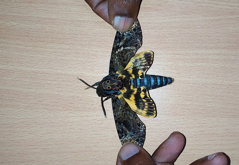 File:Moth-1179-xavier cottage-yercaud-salem-India.jpg