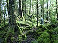 Fiordland National Park in de buurt van Te Anau (Nieuw-Zeeland)