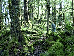 Wald bei Te Anau
