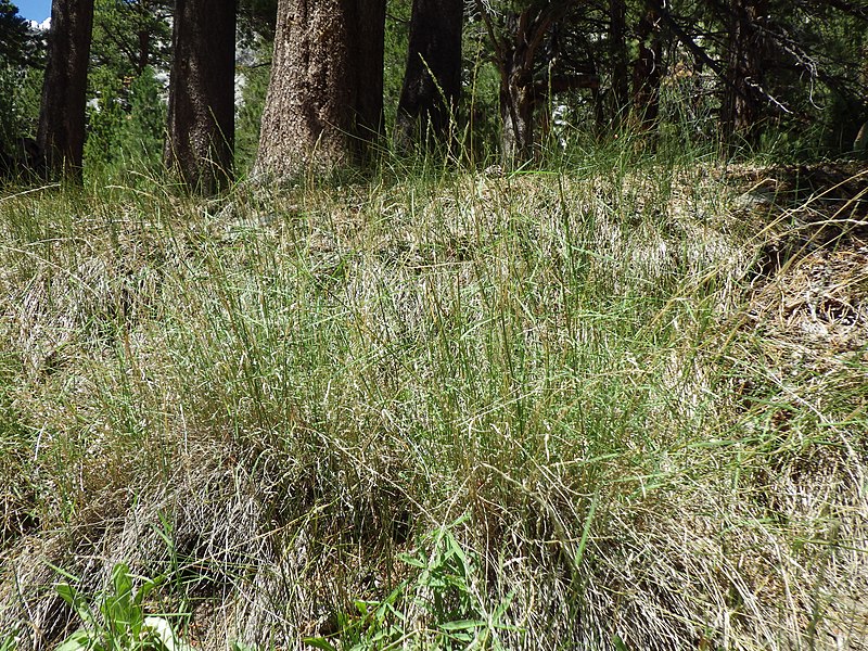 File:Muhlenbergia richardsonis (7882014990).jpg