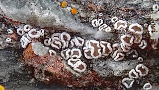 <i>Myriolecis</i> Genus of fungi