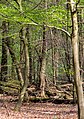 Münster, Wolbeck, Wolbecker Tiergarten, Naturwaldzelle -Teppes Viertel- -- 2014 -- 7097.jpg