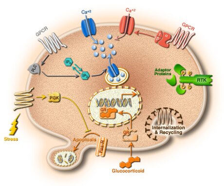 Cellbiologi