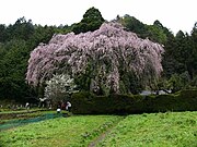 高知県仁淀川町・中越家しだれ桜