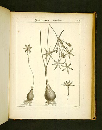 Narciso sierotinus.  Illustrazione botanica dal libro di Defontaine Flora Atlantica (T. 1, pl. 82)