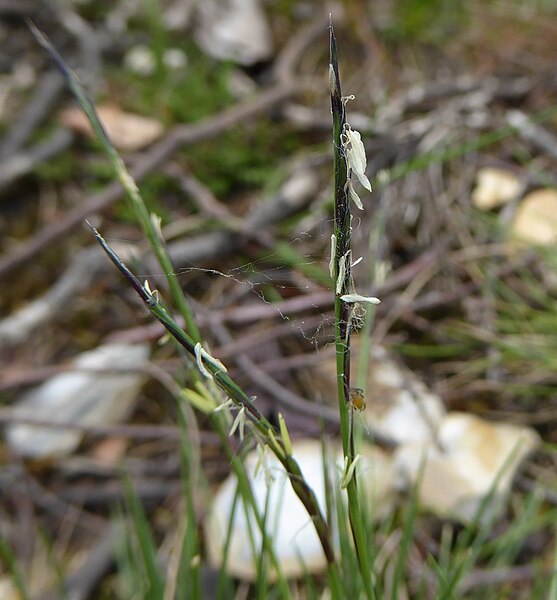 File:Nardus stricta flower.jpg