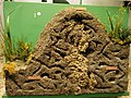 Natural History Museum - ant colony.jpg