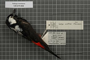 Opis zdjęcia Centrum Bioróżnorodności Naturalis - RMNH.AVES.28972 1 - Peltops montanus Stresemann, 1921 - Monarchidae - bird skin specimen.jpeg.