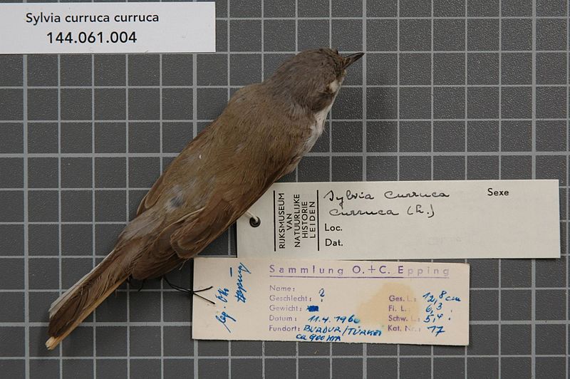 File:Naturalis Biodiversity Center - RMNH.AVES.29149 1 - Sylvia curruca curruca (Linnaeus, 1758) - Sylviidae - bird skin specimen.jpeg