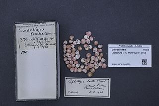 <i>Collonia</i> Genus of gastropods