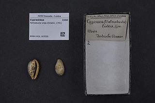 <i>Palmadusta lutea</i> Species of gastropod