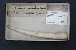 Pictodentalium vernedei