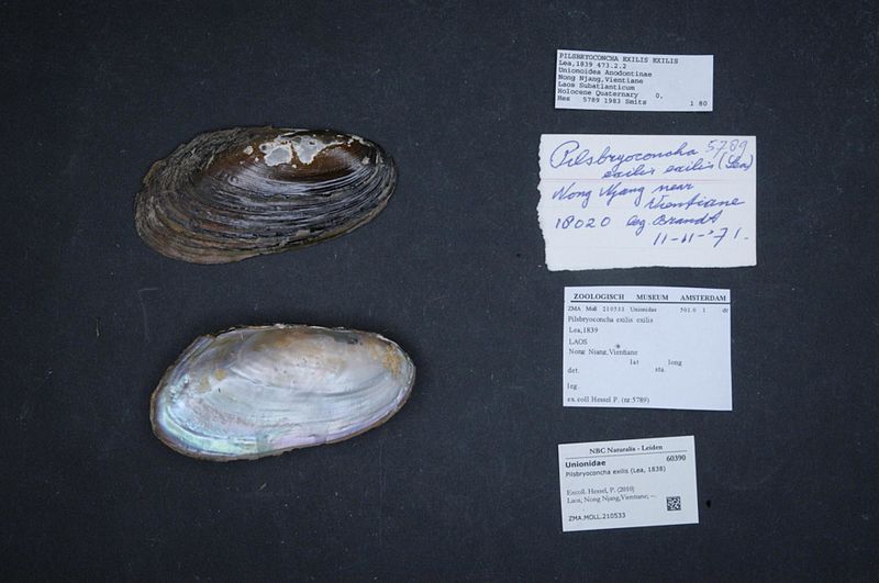 File:Naturalis Biodiversity Center - ZMA.MOLL.210533 - Pilsbryoconcha exilis (Lea, 1838) - Unionidae - Mollusc shell.jpeg