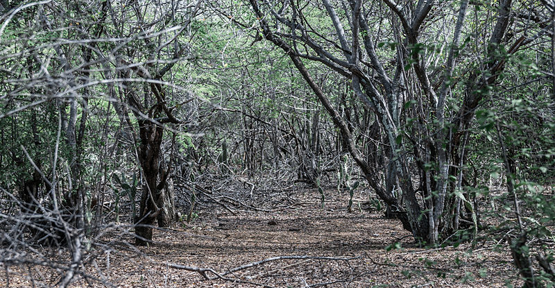 File:Nature Xerofila in Margarita Island.jpg