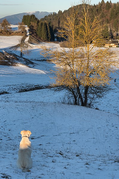 File:Near Andalo - Andalo (TN) Italy - January 1, 2015 - panoramio (1).jpg