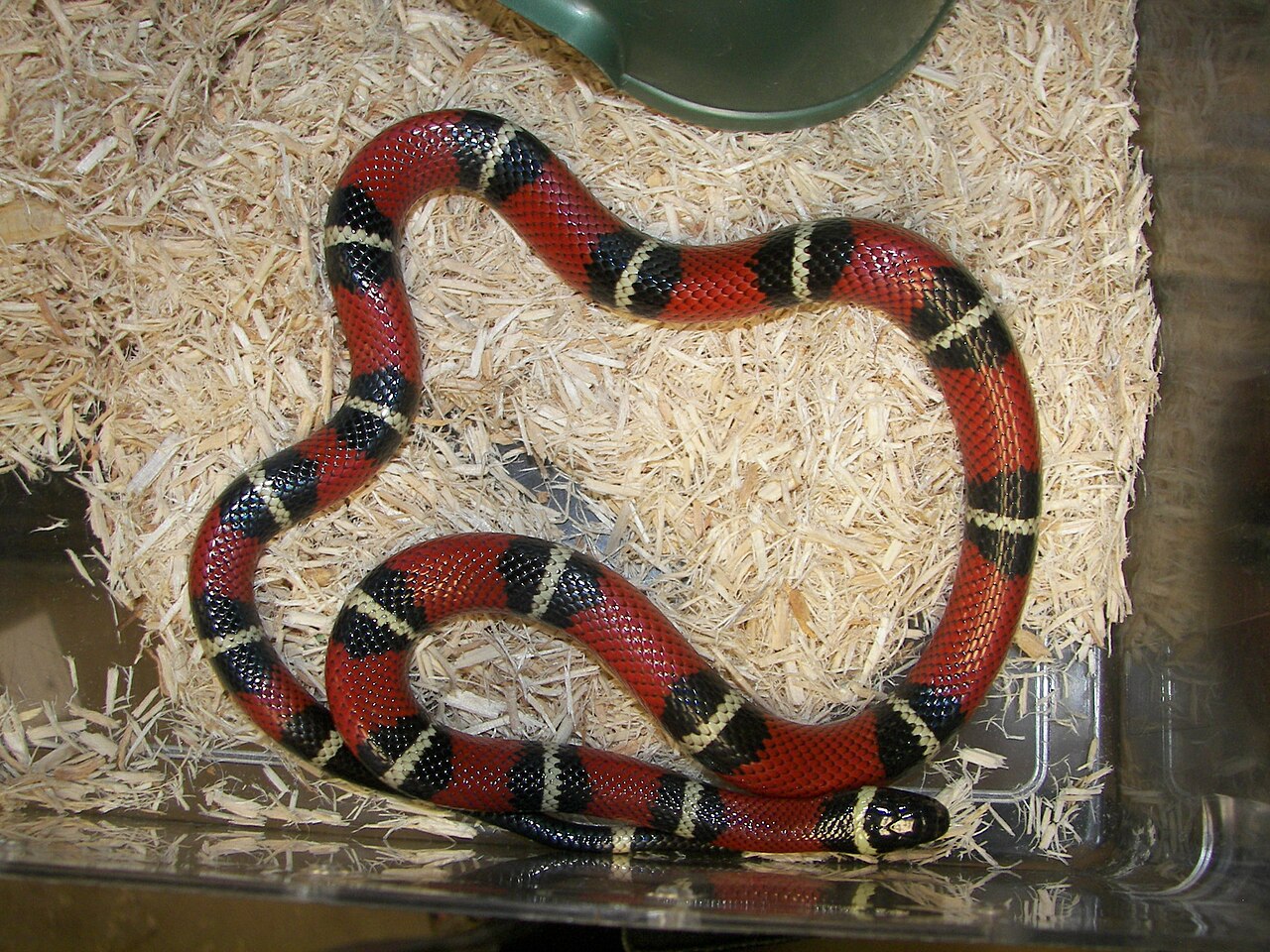 animal de Martin du 20 novembre trouvé par  Martine - Page 3 1280px-Nelson%27s_milksnakes_het_female_bah_%282%29