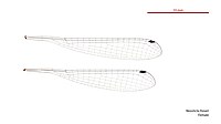 Neosticta fraseri female wings (34787340466).jpg