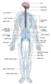 File:Nervous system diagram-en.svg - Wikipedia