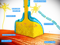 Neuro Muscular Junction.png