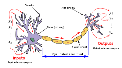 Neuron and myelinated axon, with signal flow from inputs at dendrites to outputs at axon terminals Neuron3.svg