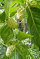 Noni fruit (Morinda citrifolia).jpg