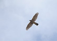 Тетеревятник / Accipiter gentilis птица фото голос