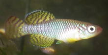 Nothobranchius korthausae male.png