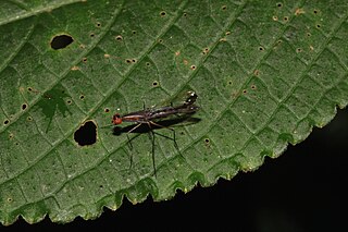 <i>Nothybus</i> Genus of flies