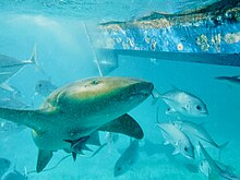 Nurse shark swims near boat Nurse shark looking at camera.jpg