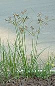 Nutgrass Cyperus rotundus02.jpg