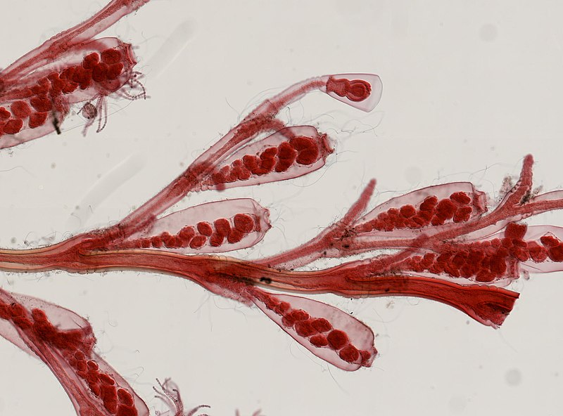 File:Obelia sp. (YPM IZ 092524).jpeg