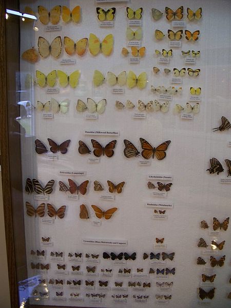 File:Ocala Silver River Park Museum butterfly01.jpg