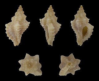 <i>Ocenebra hybrida</i> Species of gastropod