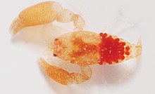 Odontonia bagginsi (10.3897-zookeys.765.25277) 15-rasm (kesilgan) .jpg