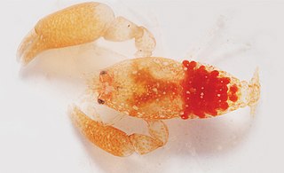 <i>Odontonia bagginsi</i> Species of crustacean