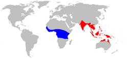 Bản đồ phân bố Oecophylla. Oecophylla longinoda màu xanh da trời, Oecophylla smaragdina màu đỏ.[1]